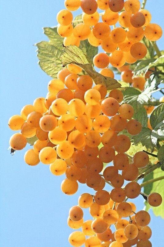 Sunny Orchard's Handpicked Fruit Medley